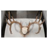 WHITE TAIL DEER ANTLER MOUNT