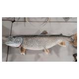 FULL BODY LAKE TROUT MOUNT