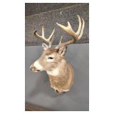 ELDERLY 4X4 WHITETAIL DEER SHOULDER MOUNT