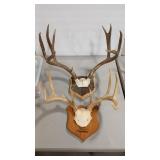 2 DECORATIVE WHITETAIL DEER ANTLER MOUNTS