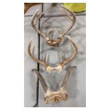 2 SET OF DEER NTLERS AND ANTELOPE MOUNT