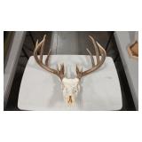 FULL SKULL WHITE TAIL DEER MOUNT