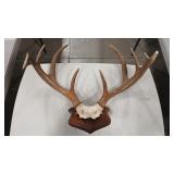 WHITE TAIL DEER ANTLER MOUNT