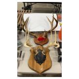 2 EUROPEAN ANTLER MOUNTS