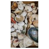 SEA SHELLS