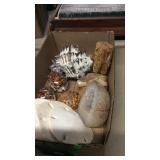SEA SHELLS, SAND DOLLARS, GEODE, PETRIFIED WOOD
