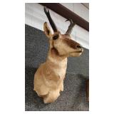 PRONGHORN ANTELOPE SHOULDER MOUNT