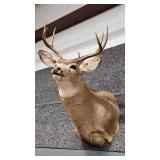 MULE DEER SHOULDER MOUNT