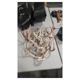 GROUP OF ANTLERS