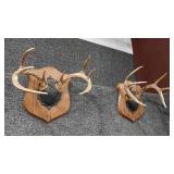 TWO 8-POINT ANTLER MOUNTS