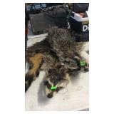 2 RACOON PELTS