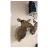 TAXIDERMY COW ELK