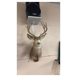 TAXIDERMY MULE DEER