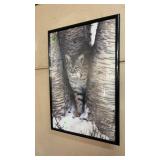 LYNX PHOTOGRAPH