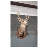 4X4 WHITETAIL DEER MOUNT