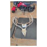 2 WHITETAIL EUROPEAN DEER MOUNTS