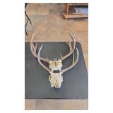 2 WHITETAIL EUROPEAN DEER MOUNTS