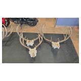 3 WHITETAIL EUROPEAN DEER MOUNTS