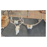 3 WHITETAIL EUROPEAN DEER MOUNTS