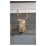 4X4 WHITETAIL DEER MOUNT