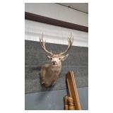 4X4 WHITETAIL DEER MOUNT