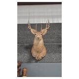4X4 WHITETAIL DEER MOUNT