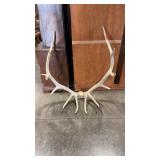 6X6 BLEACHED ELK MOUNT