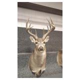 5X5 WHITETAIL DEER SHOULDER MOUNT