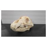 GRIZZLY BEAR SKULL