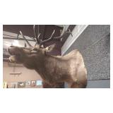 ROCKY MOUNTAIN ELK SHOULDER MOUNT