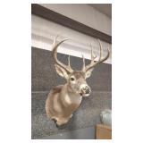3X3 WHITETAIL DEER SHOULDER MOUNT