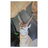 ANTELOPE SHOULDER MOUNT