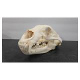 BEAR SKULL
