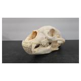 BEAR SKULL