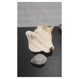 CONCH & TIGER COWRIE SHELLS