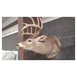 5X5 WHITETAIL DEER SHOULDER MOUNT