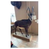 FULL BODY SABLE ANTELOPE MOUNT ON BASE