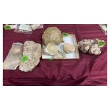 GROUP OF W/ FOSSILS, CORAL