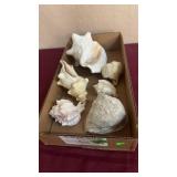 BX OF SEA SHELLS