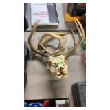 WHITE TAIL SKULLL & ANTLERS & 3 LOOSE ANTLERS