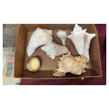 GROUP OF SEA SHELLS
