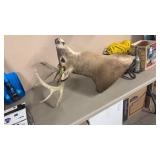 MOUNTED WHITE TAIL DEER