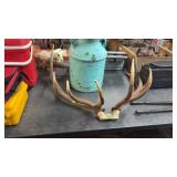 ELK ANTLERS