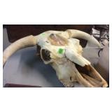 COW SKULL THAT HAS BEEN PAINTED ON