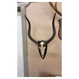 IMPALA SKULL & HORNS
