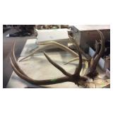 3 ELK ANTLERS
