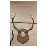 ELK ANTLERS