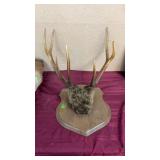 ELK ANTLERS
