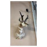 TAXIDERMY ANTELOPE