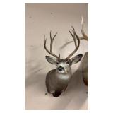 MULE DEER TAXIDERMY MOUNT